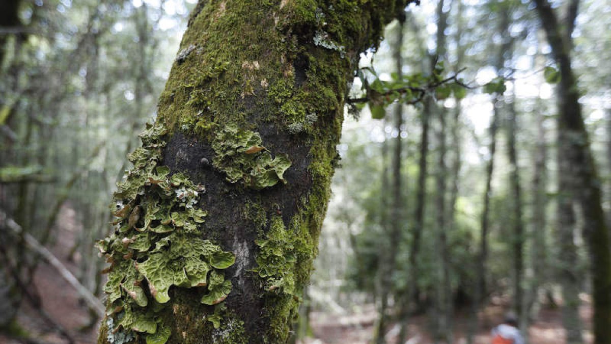 El bosque de Hormas, en León, es uno de los más singulares de la cordillera.. JESÚS F. SALVADORES