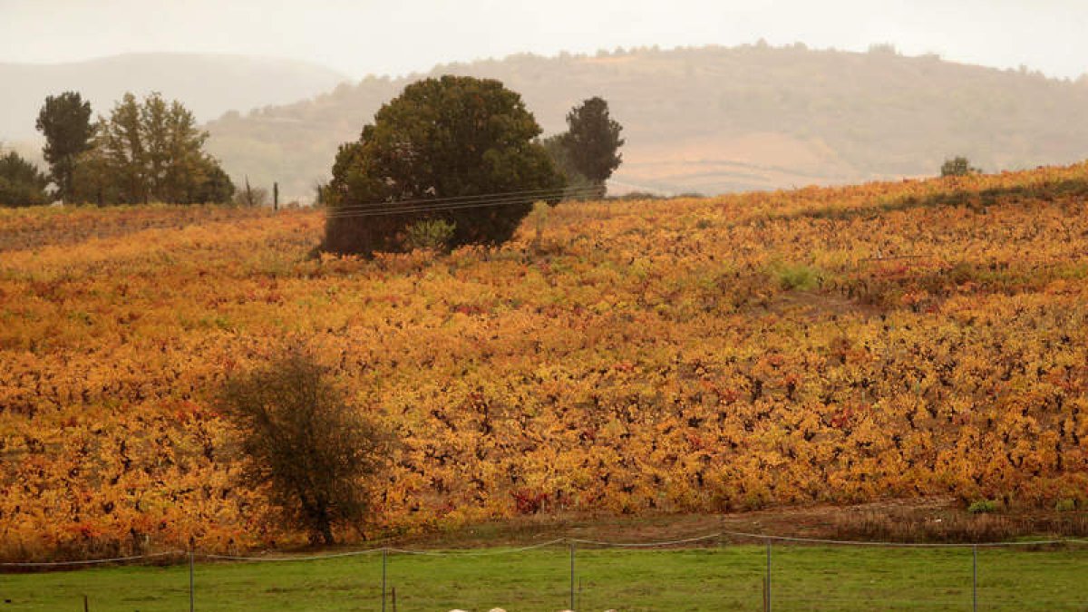 La uva Mencía en otoño; montaña central leonesa; paisaje de época en El Bierzo; otoño en Puente Villarente y vista aérea de la carretera de Monteviejo.