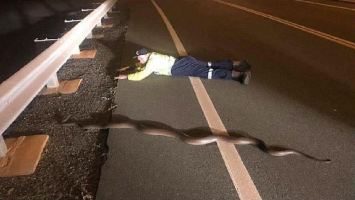 Bager posa estirado junto a la serpiente de dos metros y medio.