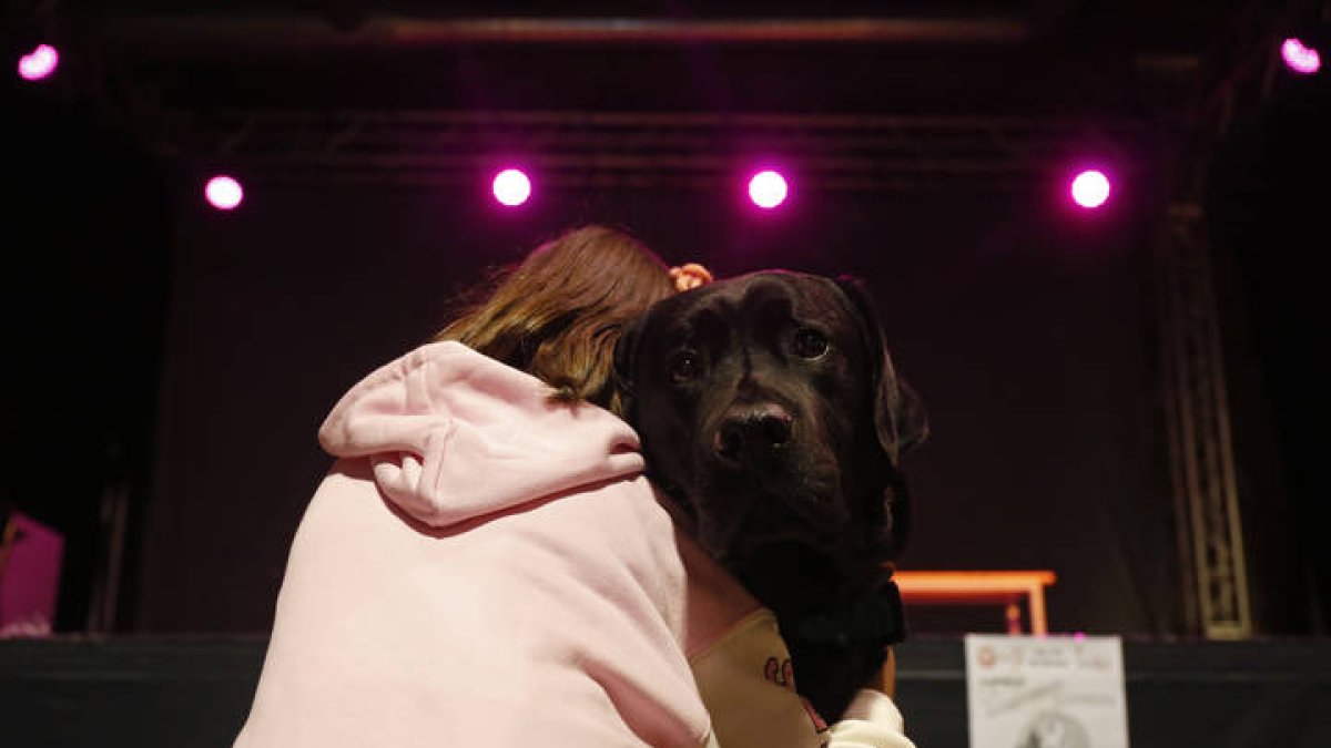 ‘Turrón’, el perro labrador que está especializado en apoyar el aprendizaje de escolares con trastorno del espectro autista. FERNANDO OTERO