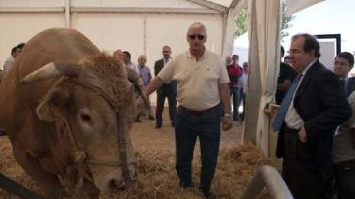 Herrera contempla un ejemplar de ganado bovino durante su visita a la feria salamantina.