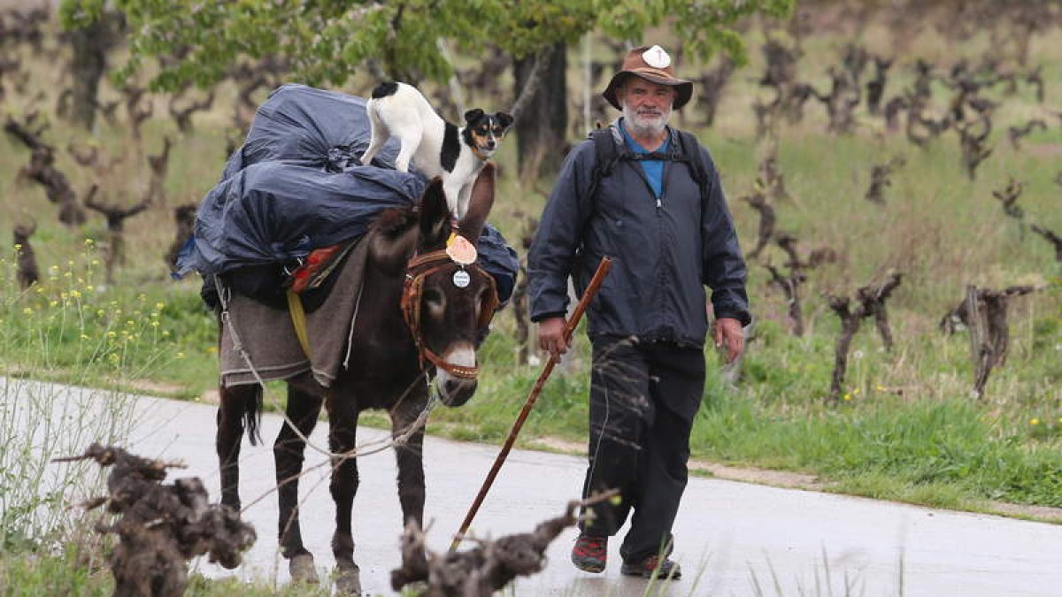 Ginés López, su burra Marina y su perro Scotty atravesaron ayer el Bierzo camino a Santiago