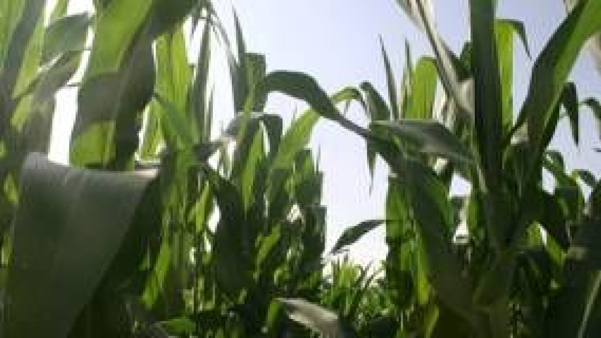 Las producciones de maíz presentan un retraso que compromete los rendimientos de los agricultores