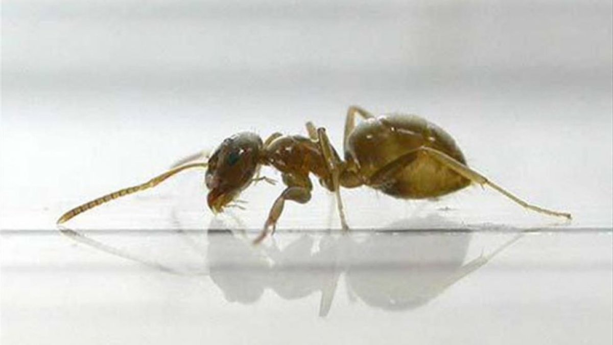 Imagen de una hormiga de la especie Lasius neglectus