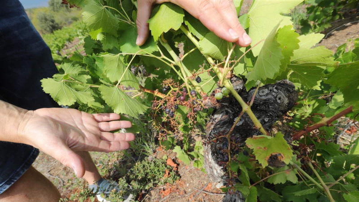 Daños provocados por jabalíes en una viña de Cubillos del Sil en agosto. ANA F. BARREDO