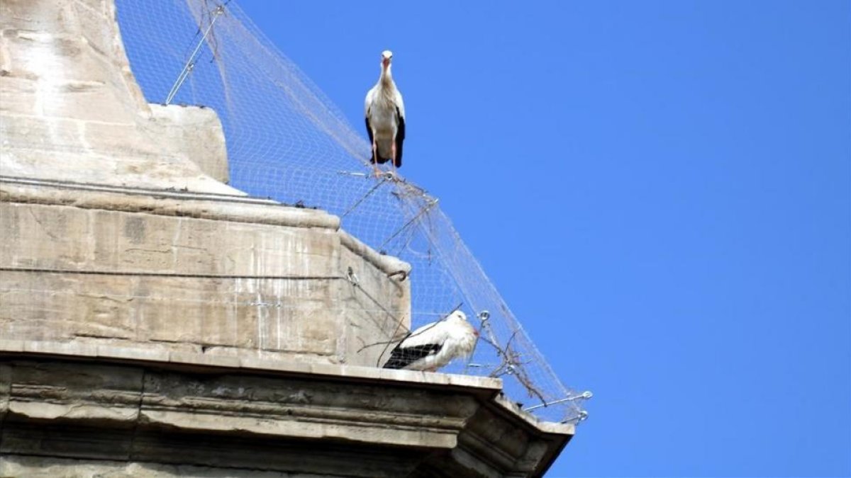 Aves atrapadas en la catedral Nova de Lleida.