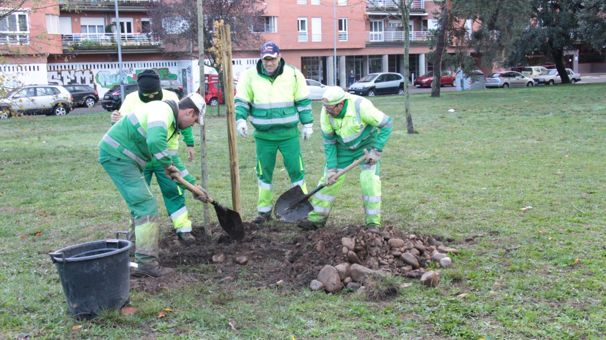 Operarios del Servicio de Parques y Jardines durante las labores de plantación. DL