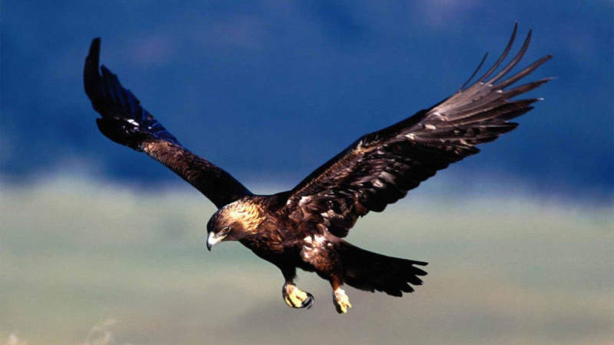 Imagen de un ejemplar de águila imperial ibérica. EFE