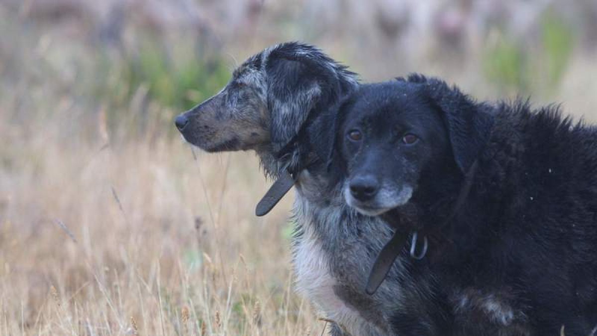 Dos ejemplares de carea leonés en el campo; la actividad ganadera ha salvado a esta raza de la extinción.