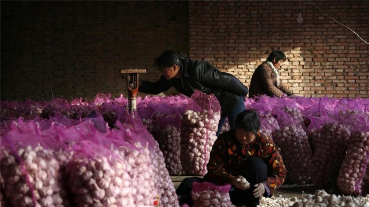 Agricultores de ajo en China.