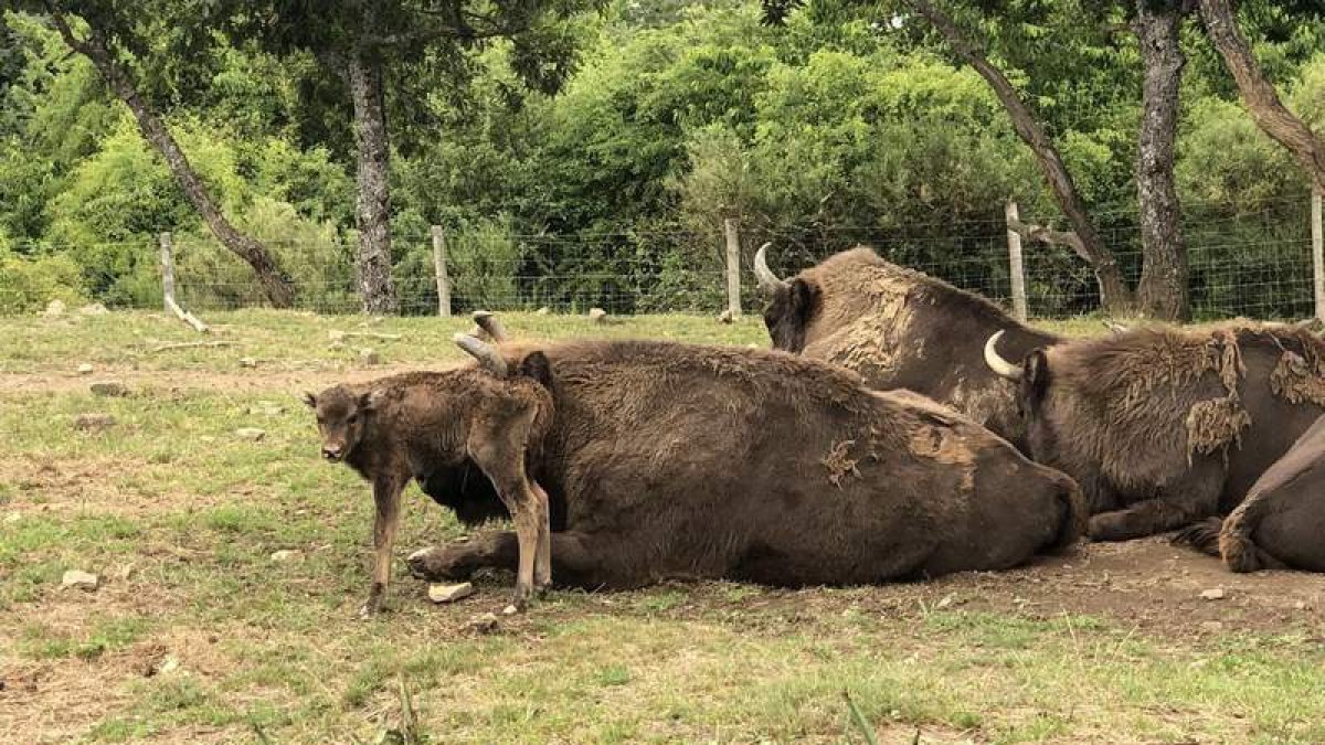La nueva cría con su madre y parte de la manada de bisontes en el recinto exterior del Museo de la Fauna Salvaje de Valdehuesa. MFS