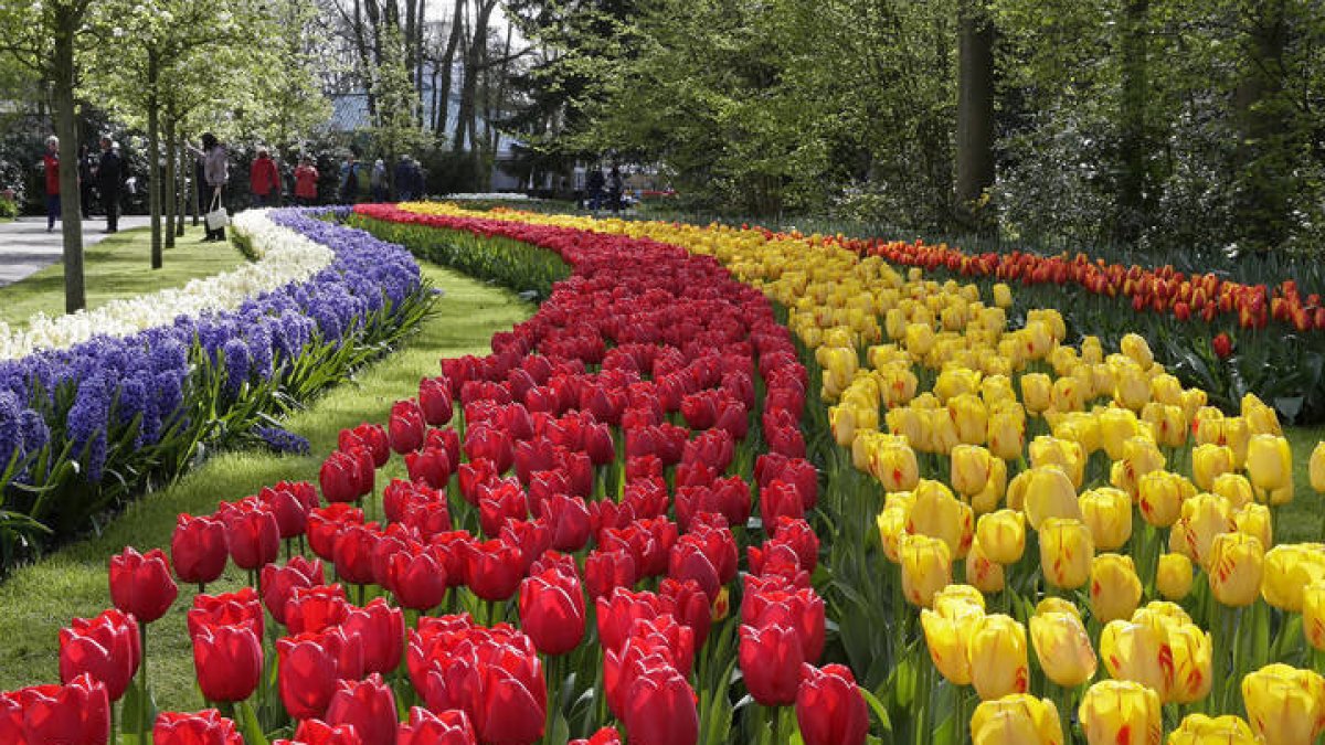 Fotografía facilitada por el parque floral 'Keukenhof', el más grande de Europa