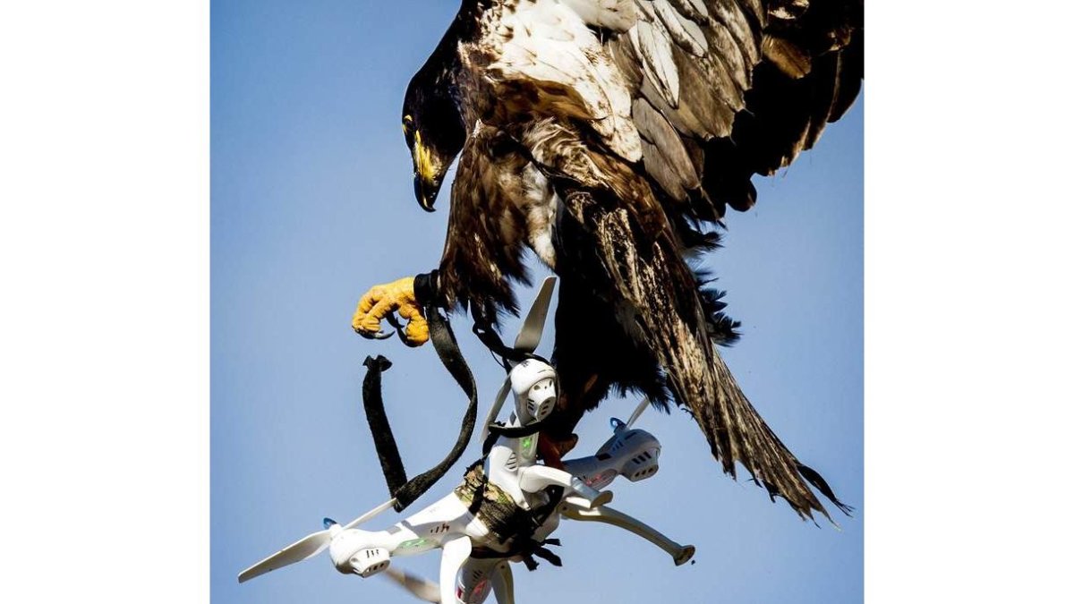 Un águila entrenada ataja un dron durante un ejercicio de la policía holandesa. KOEN VAN WELL