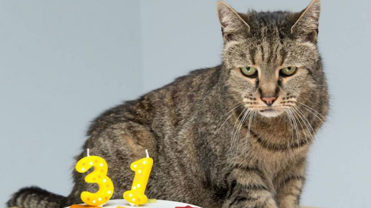 El gato Nutmeg, en su 31º aniversario