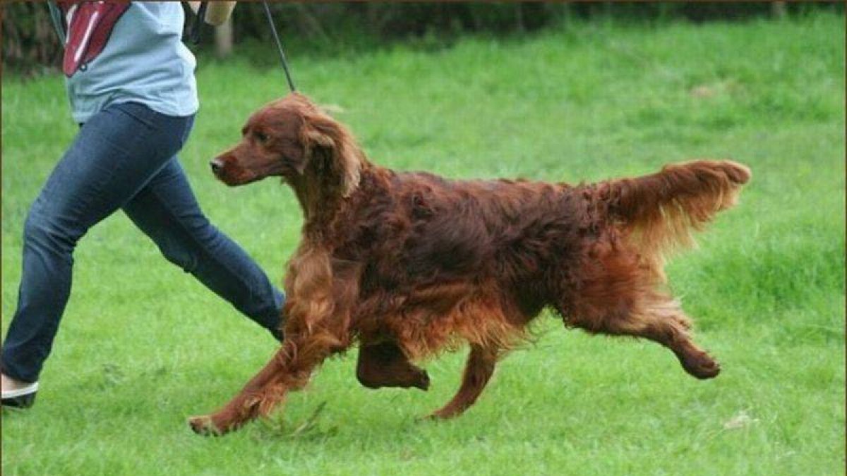 Jagger, el perro que murió envenenado.