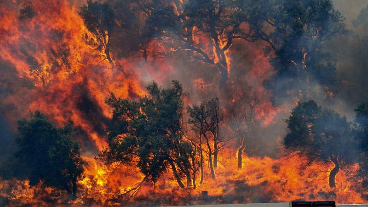 Las llamas devoran la arboleda, próxima a la aduana, en La Junquera (Gerona).
