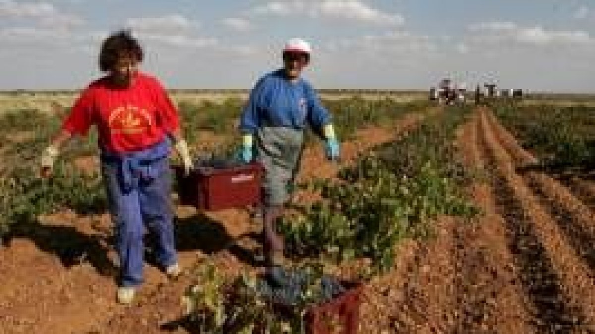 Unos vendimiadores recogen uva en los campos de Valdevimbre