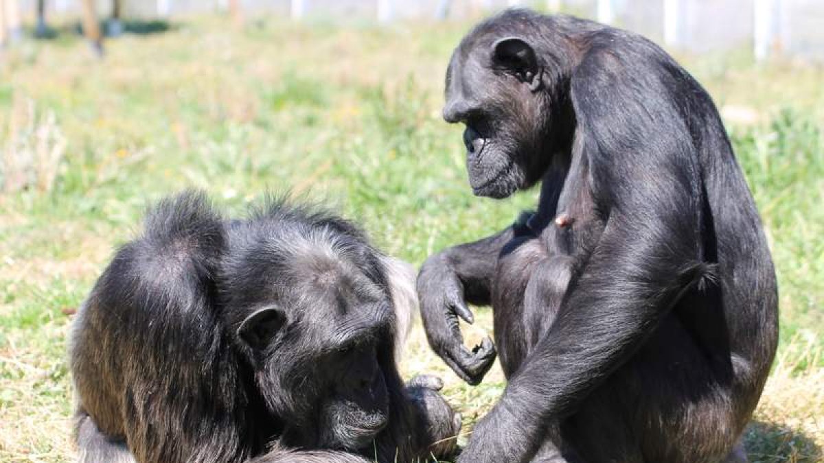 Dos chimpancés, en el centro de rescate de primates Rainfer. CENTRO DE RESCATE DE PRIMATES RAINFER