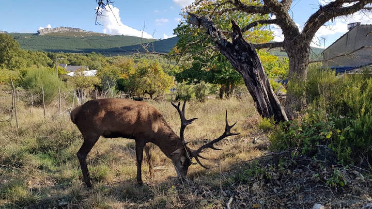 Fotografía que muestra al ciervo "Carlitos" con su cornamenta de catorce puntas. PILAR DEVESA