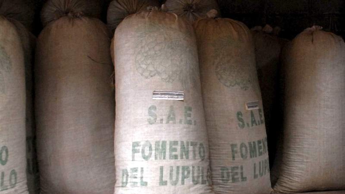 Los casi 30.000 kilos de lúpulo con los que se ha excedido la producción contratada están almacenados en la sede de la SAE.