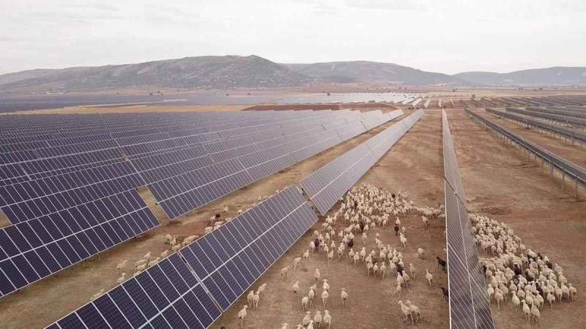 Naturgy fomenta el aprovechamiento ganadero dentro de las plantas fotovoltaicas. NATURGY