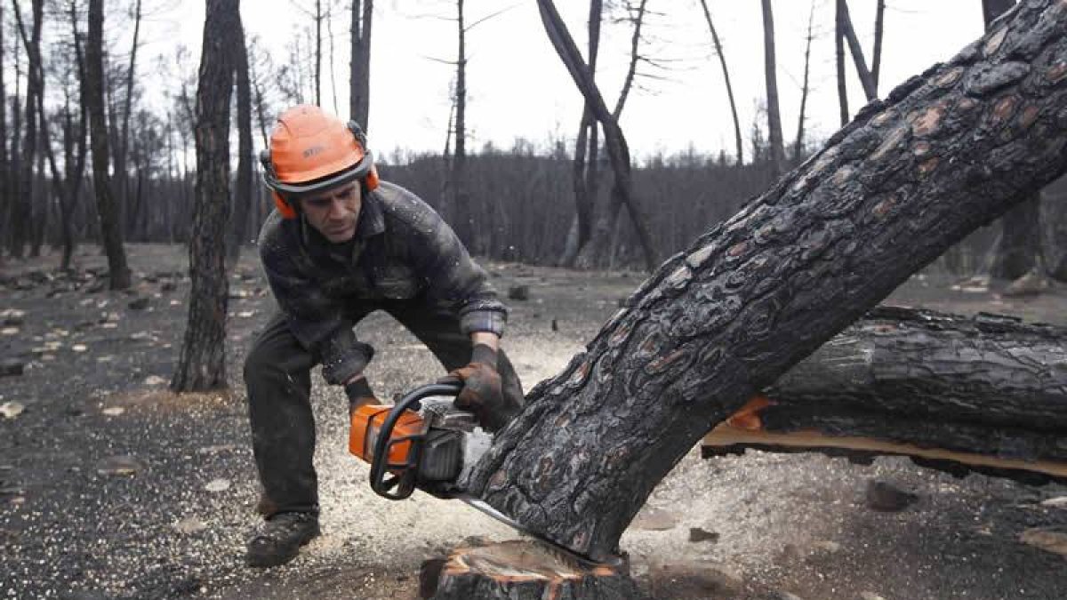 Tala de pinos en el bosque arrasado por el incendio.