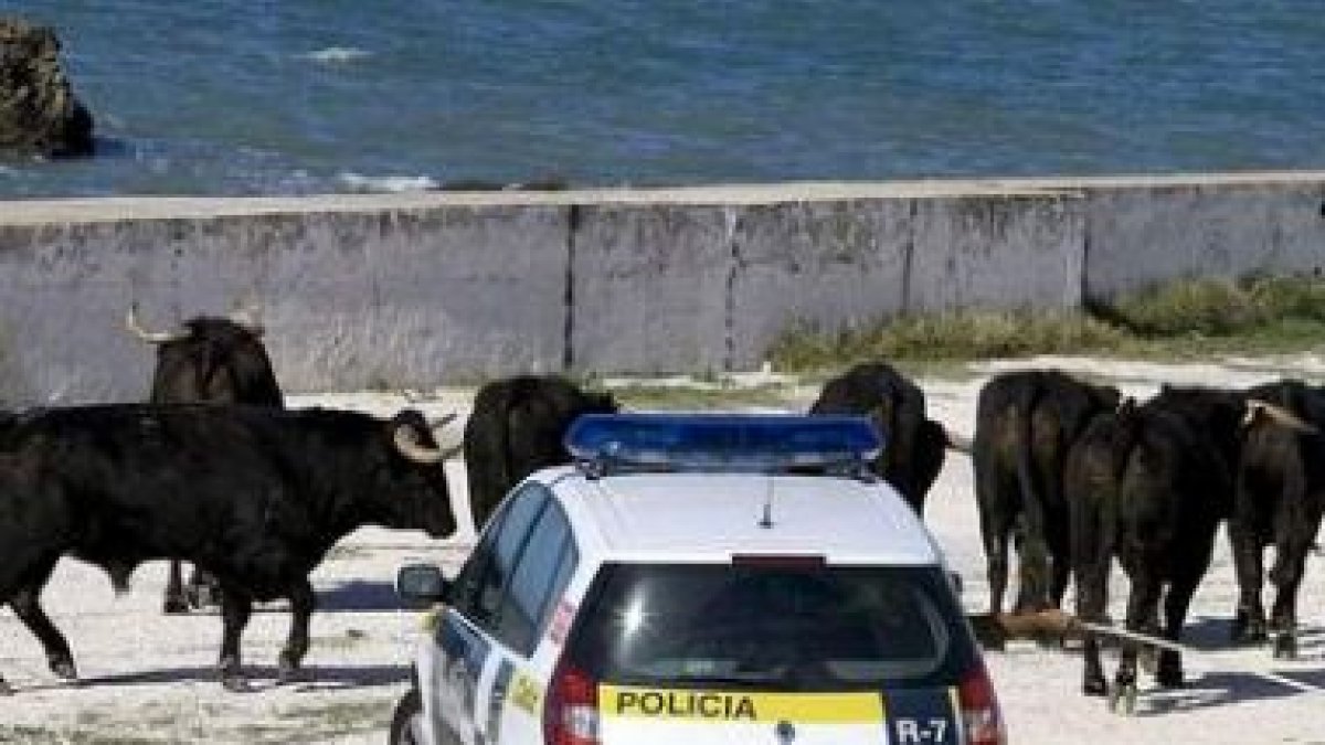 Un coche de la policía junto a los siete toros del rodaje.