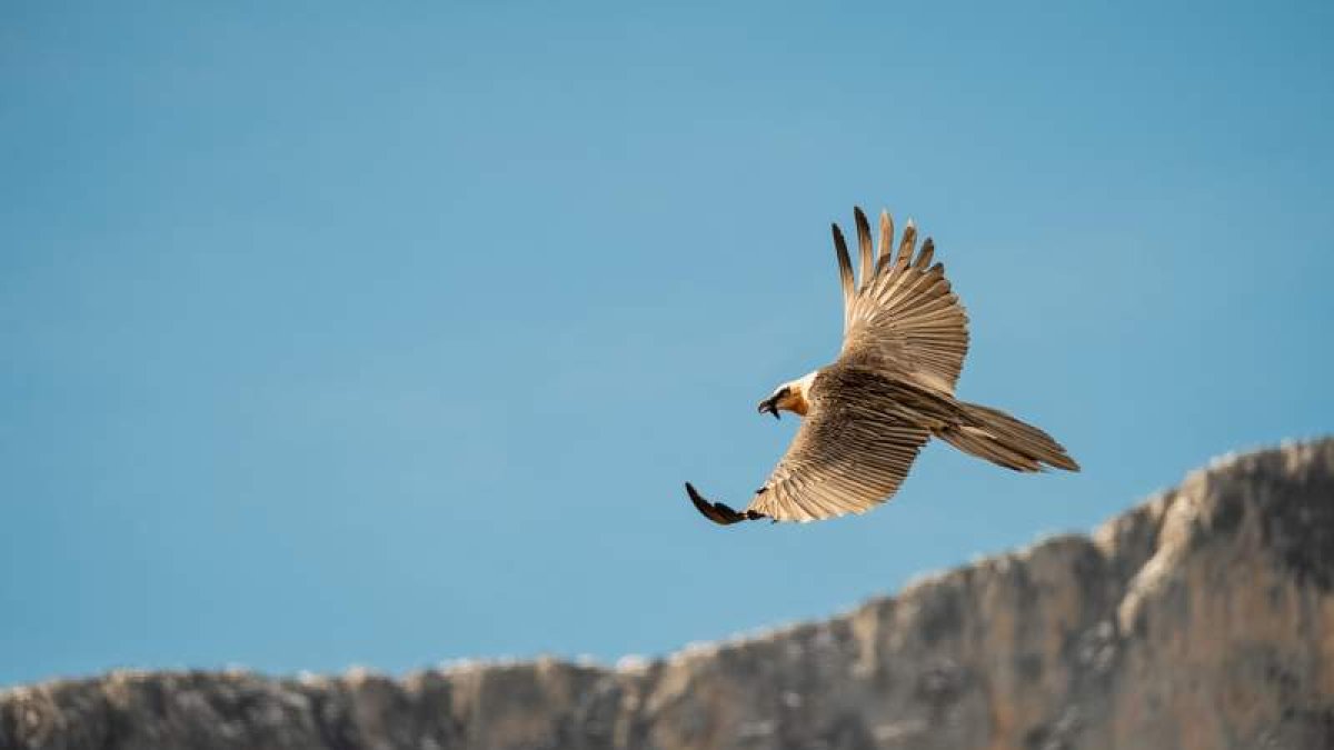 La especie se encuentra en periodo de reintroducción en la Cordillera Cantábrica, con ejemplares de Aragón y de los Pirineos.