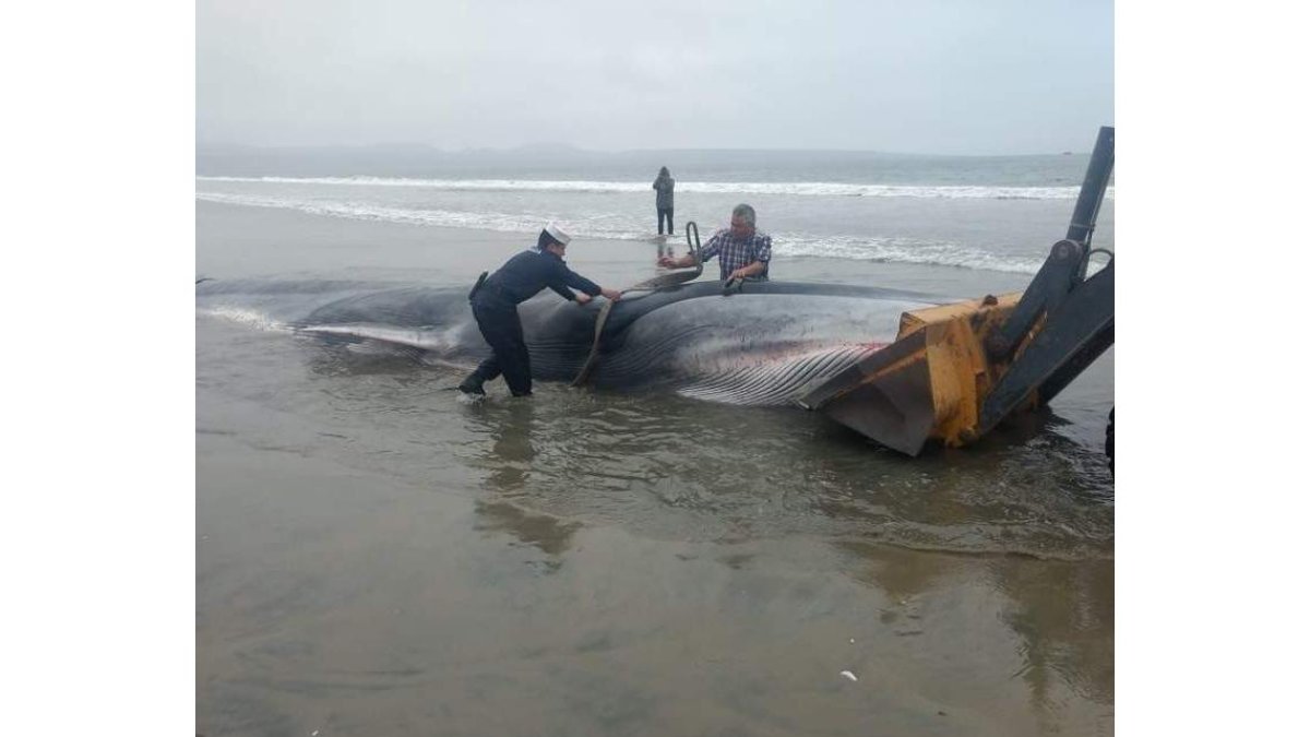 Una ballena varada en una playa de Chile, posiblemente por culpa del ruido. ARMADA CHILENA