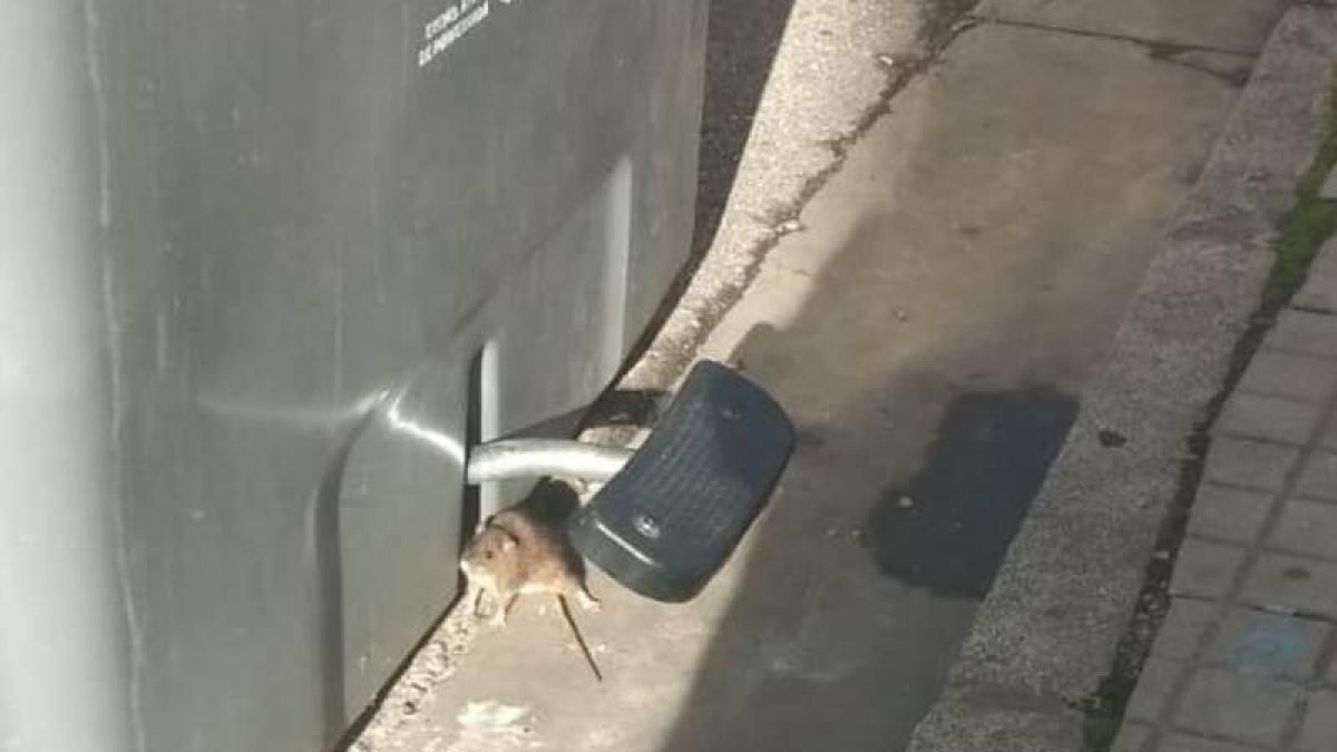 Una rata junto a un contenedor en el centro de Ponferrada. PRB