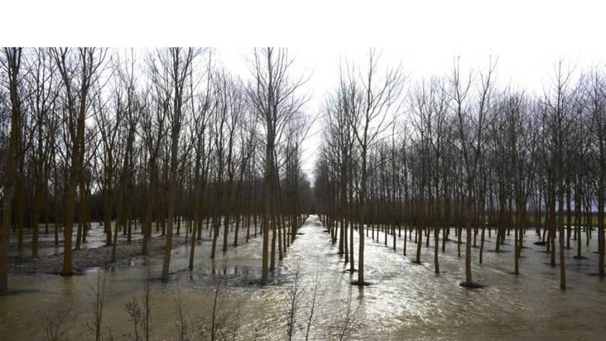 Choperas inundadas por el río Cea