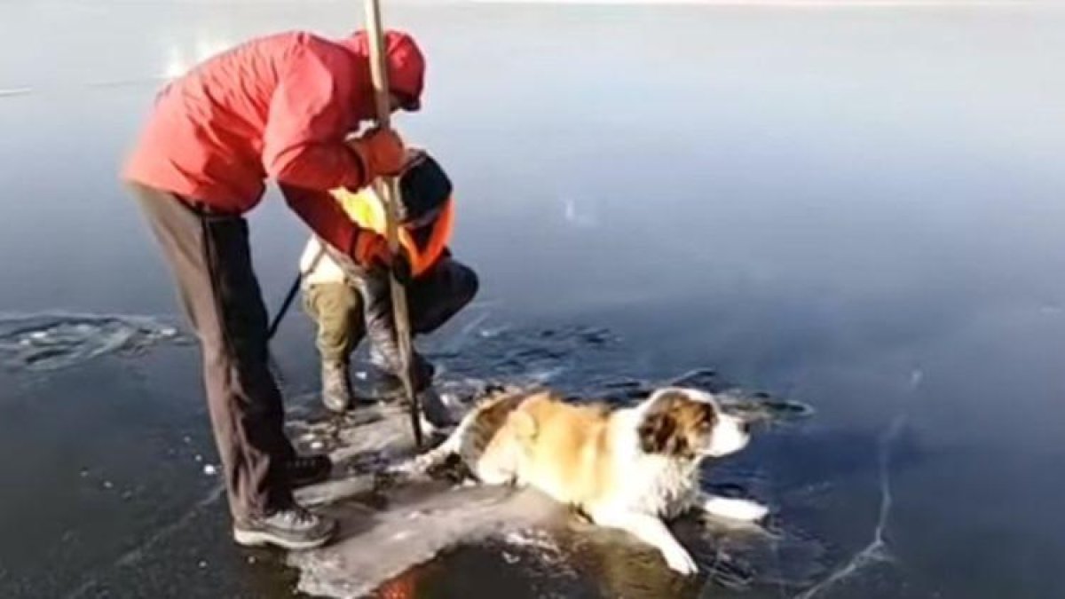 Rescate de un perro atrapado en un lago siberiano.