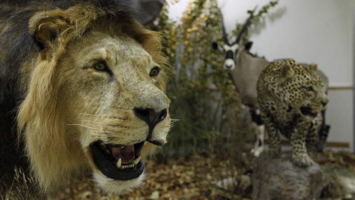 Un león, un guepardo y un antílope que forman parte de la exposición sobre mamíferos del mundo que acoge la facultad de Biología de la Universidad de León y que ha puesto en marcha y gestiona Czule.