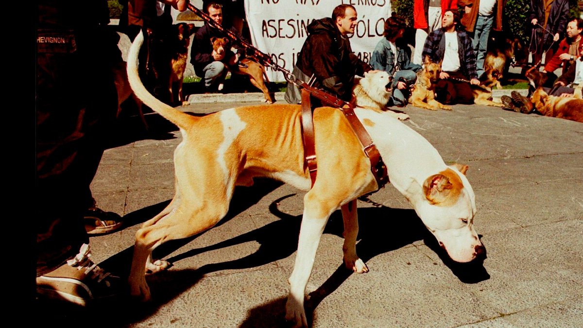 Un pitbull sujeto por su dueño en una concentración en defensa de los derechos de los animales. IVÁN ARTÍMEZ / EFE