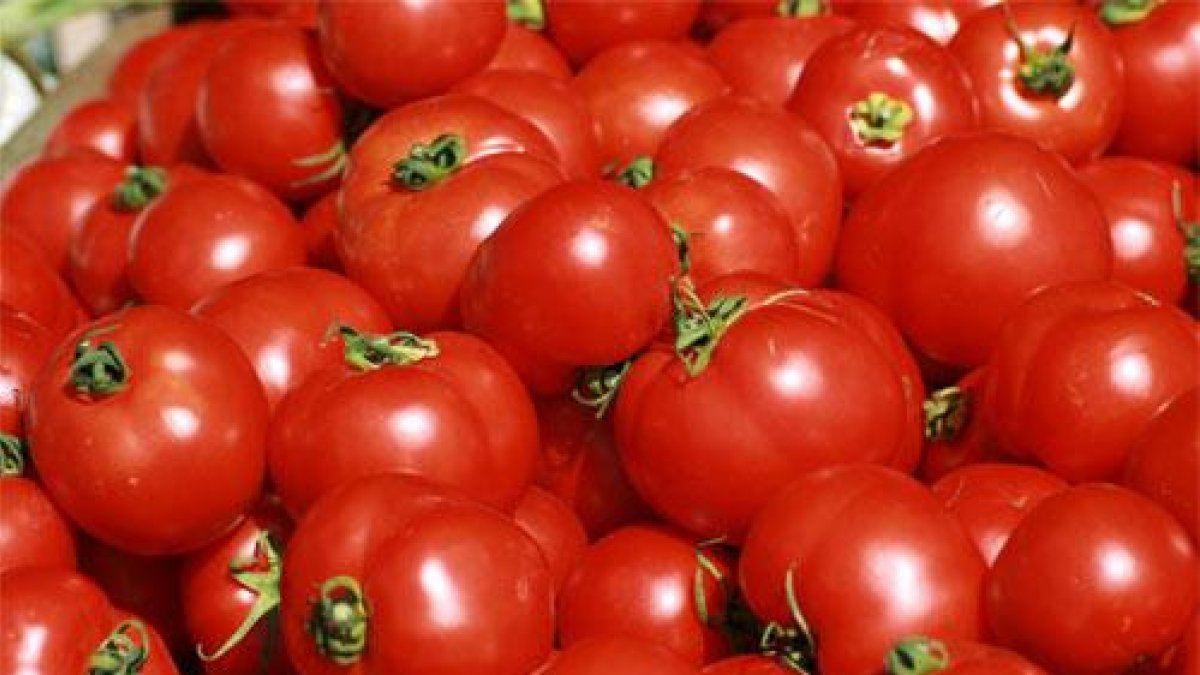 Tomate marroquí