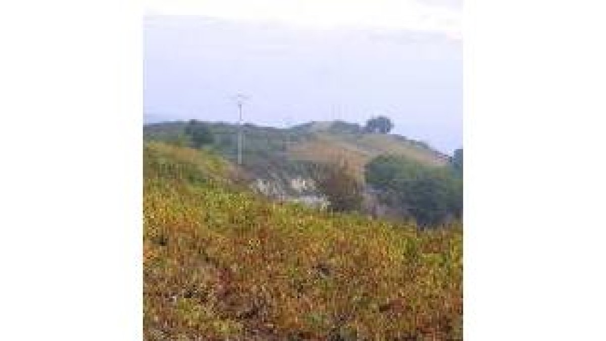 La nueva bodega ha seleccionado cinco hectáreas de viñedo en la localidad villafranquina de Dragonte