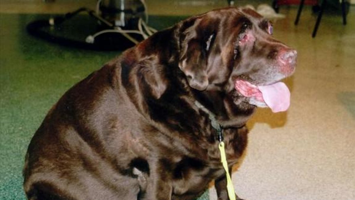 Uno de los animales obesos en el Reino Unido, el perro labrador Rusty.