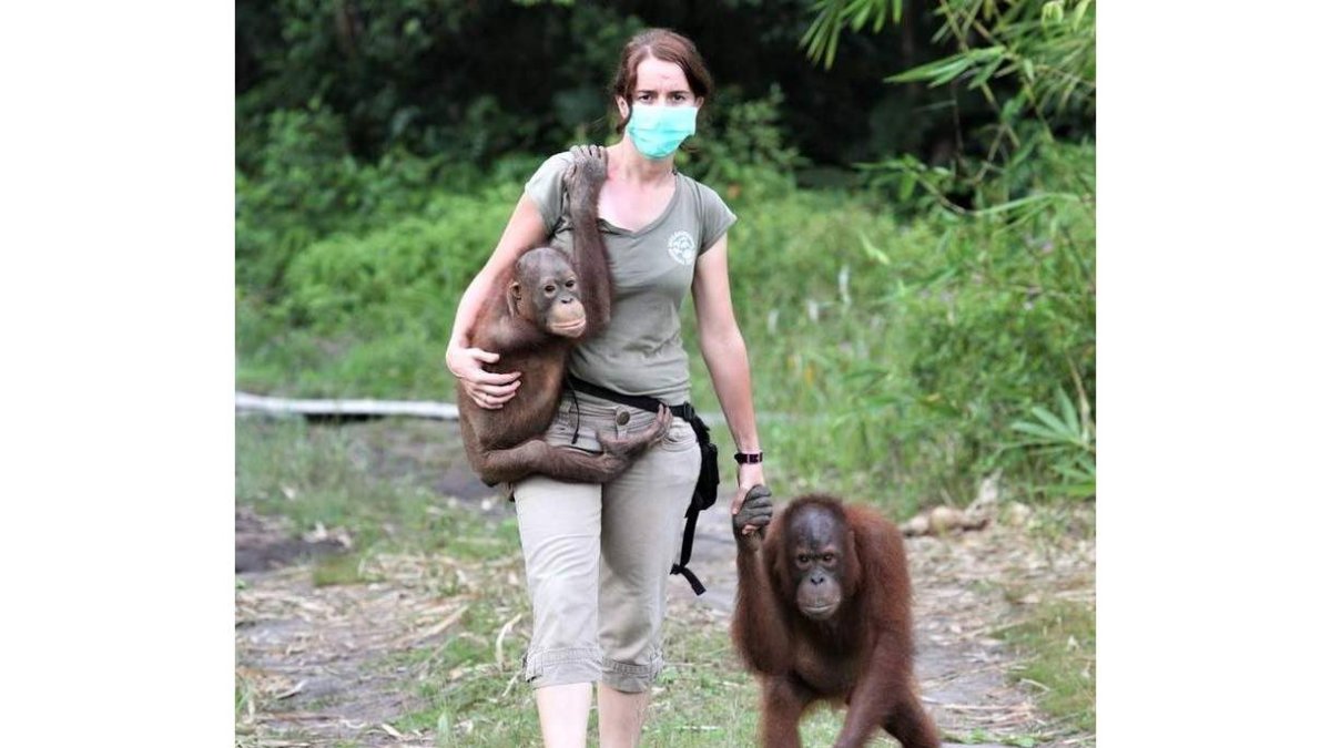 Karmele Llano, con dos orangutanes en Indonesia. DL