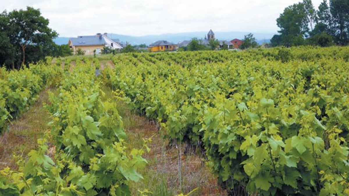 Una de las viñas de las que procede la uva con la que se elabora ‘Corro das Xanas’, en la planicie de Villadecanes, al fondo.