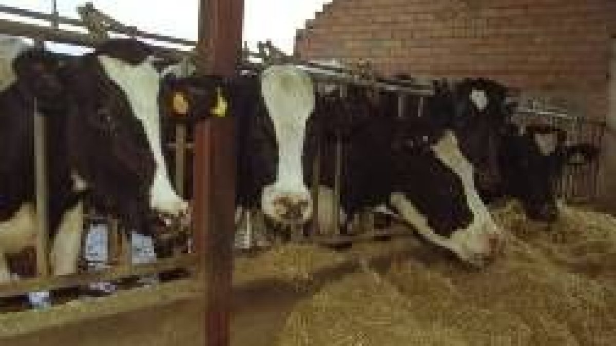 La cabaña de vacuno de leche se reduce cada año en León