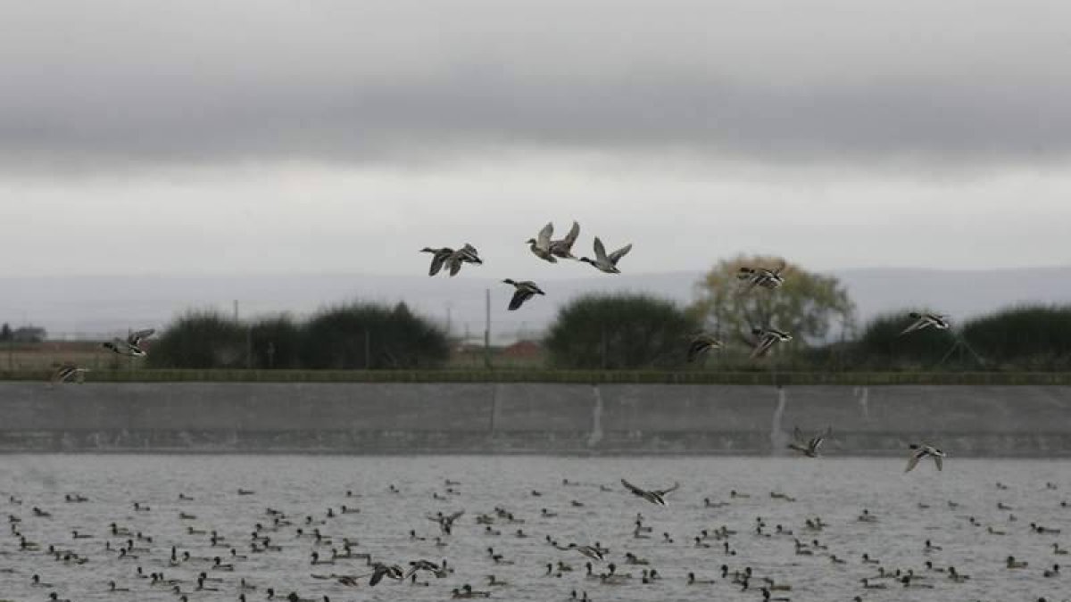 La imagen muestra una concentración de aves en la balsa de riego de Laguna Dalga
