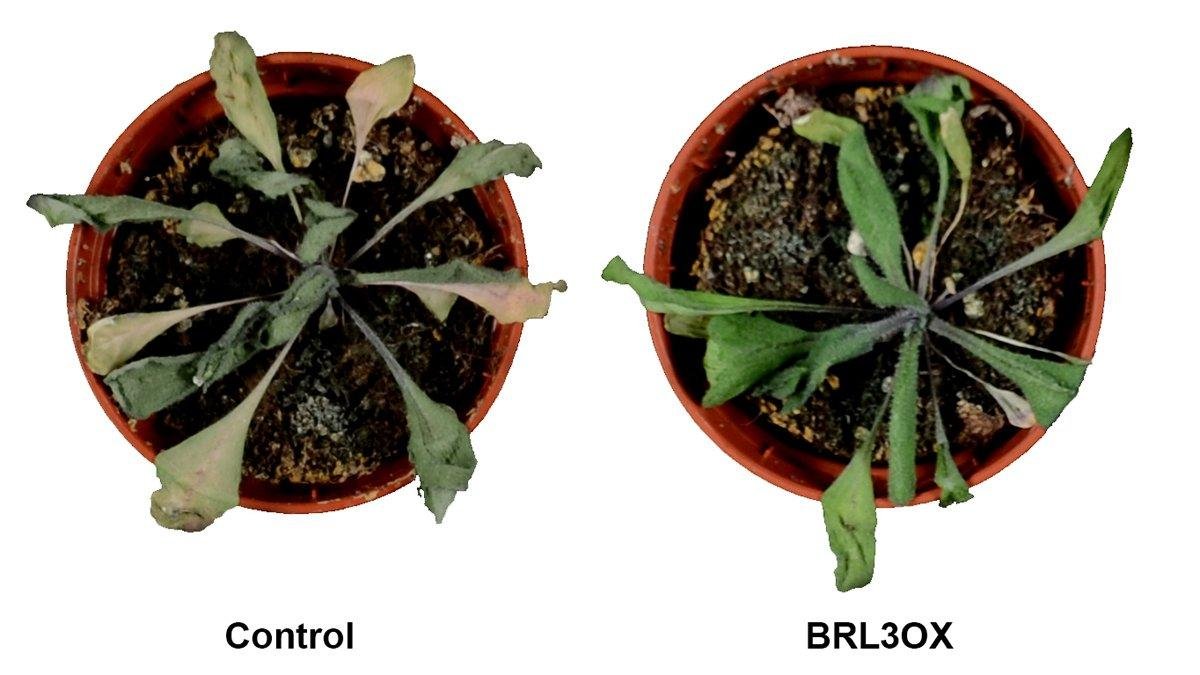 Plantas sometidas a condiciones de sequía por los investigadores