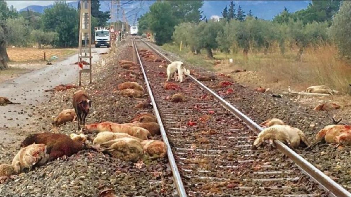Ovejas masacradas por el tren Euromed.