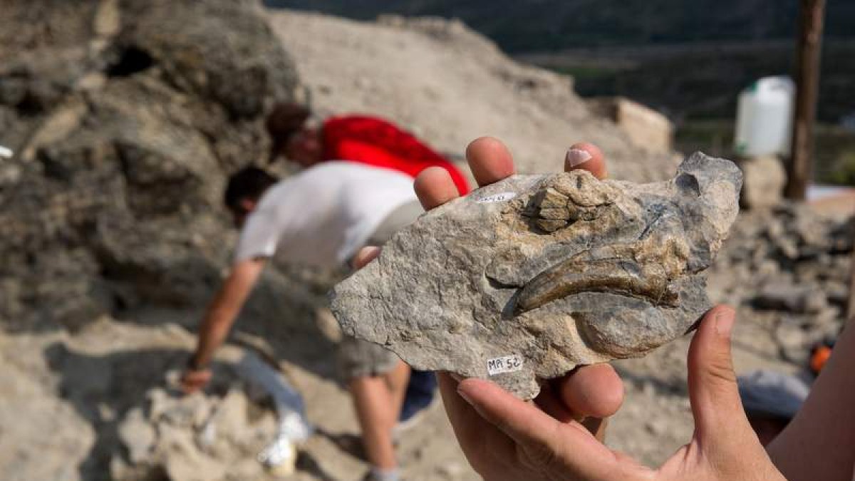 Concluye la excavación en el yacimiento de Igea con nuevos hallazgos fósiles. RAQUEL MANZANARES
