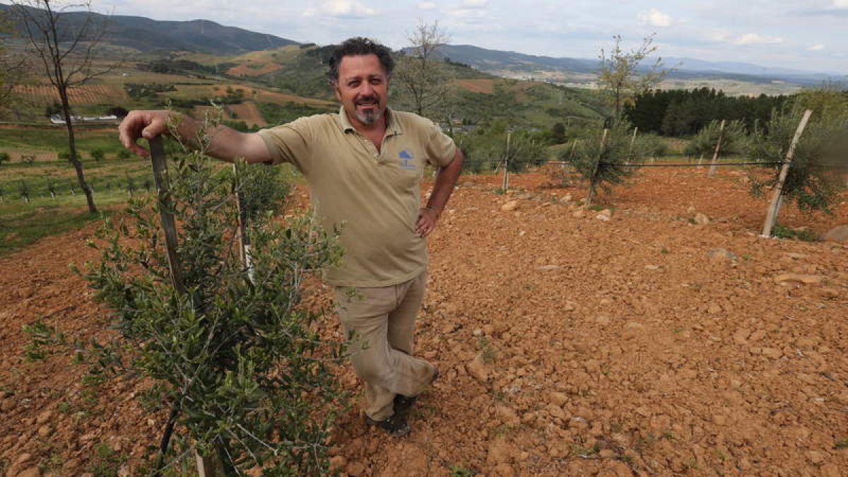 Víctor Arroyo, ayer junto a los olivos plantados en Pieros que ya han empezado a producir los primeros litros de aceite.