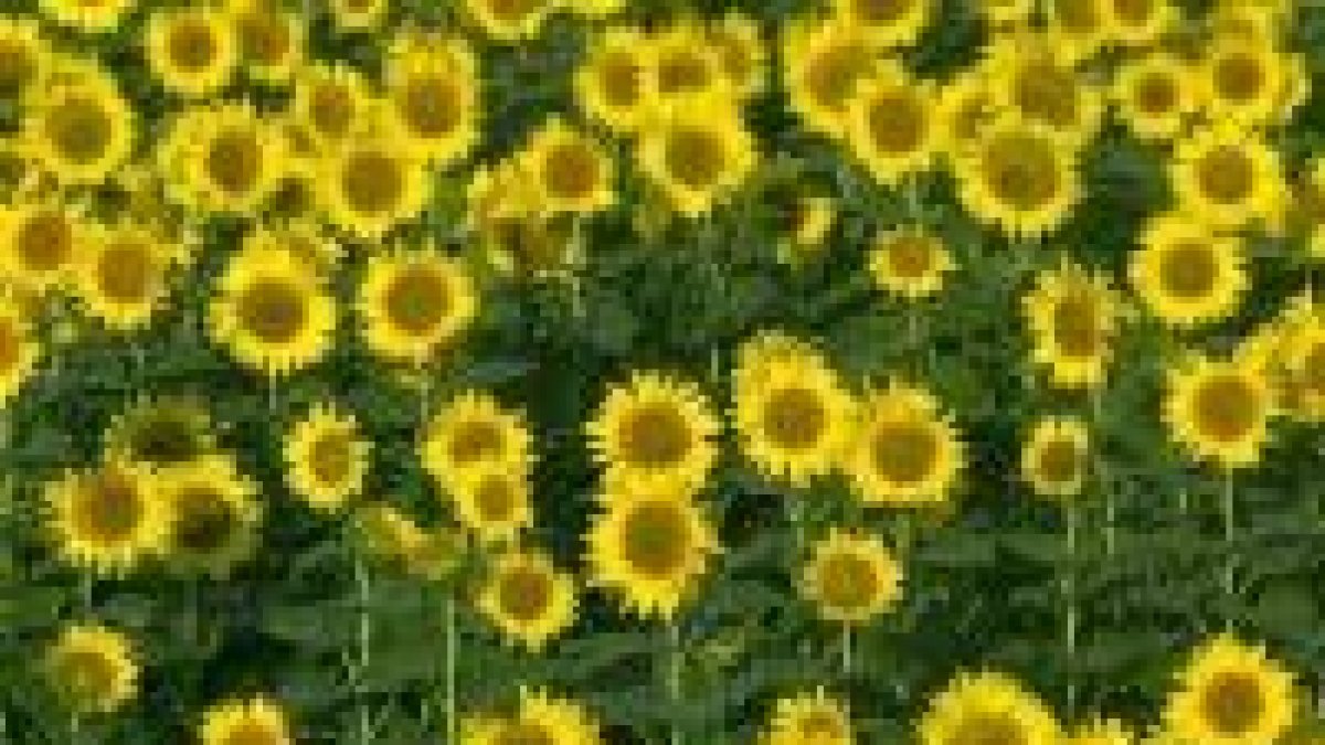 Un sembrado de girasoles, cultivo que ahora se va a potenciar y fomentar en la provincia leonesa