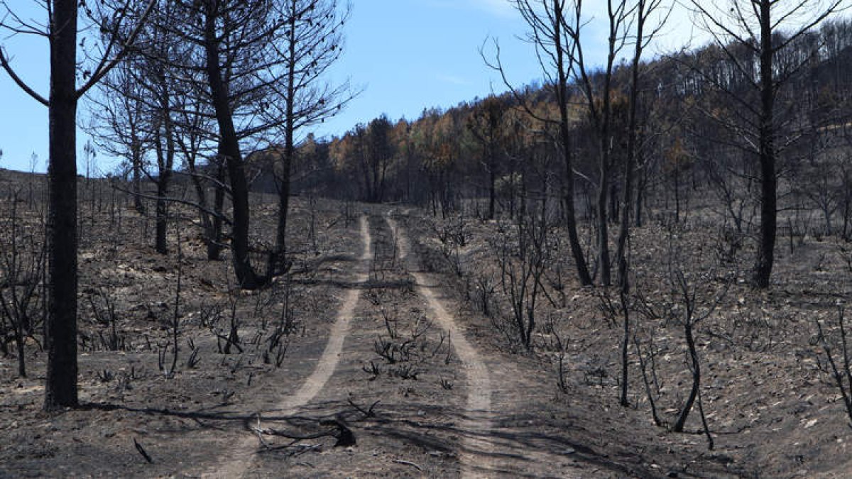 Imagen del estado en el que quedó la sierra de la Culebra. MARIAM A. MONTESINOS