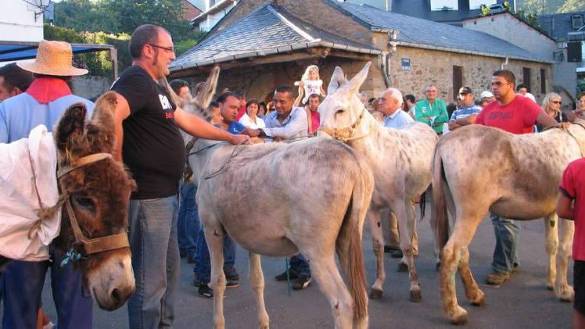 Cuatro de los ejemplares que participaron en la carrera de burros, junto a la iglesia de Noceda.
