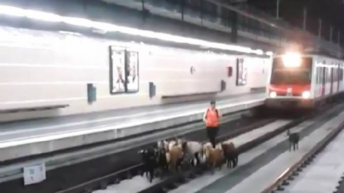 Imagen del vídeo de Instagram que graba a las cabras paseando por las vías del tren.