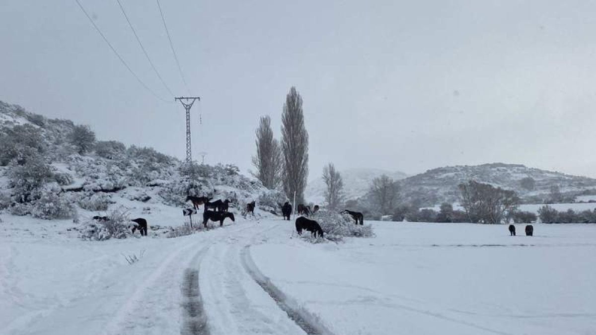 La carretera de Valverde de la Sierra, ayer por la mañana. A la derecha, la entrada a Puebla de Lillo donde estuvo nevando a primera hora CAMPOS